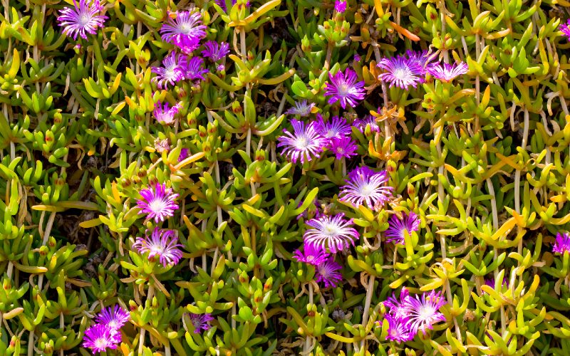 Round Baby Pigface edible plant