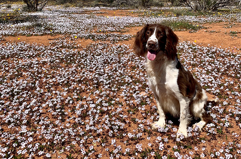 Kep sitting amongst wildflowers