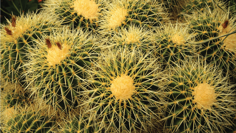 Golden barrel cactus