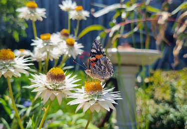 Garden transformation