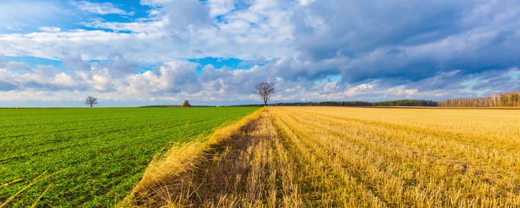 Goldfields & Agricultural