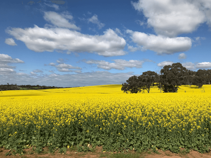 Canola fields fertilised by biosolids