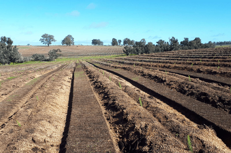 Water Corporation’s new established pine plantation