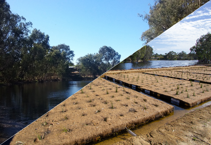 The City of Swan has transformed a suburban lake with significant water quality issues into a thriving wetland for local flora and fauna.