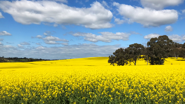 Biosolid fertlisers being used on Canola fields